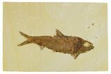 Fossil Fish (Knightia) - Wyoming #295696-1